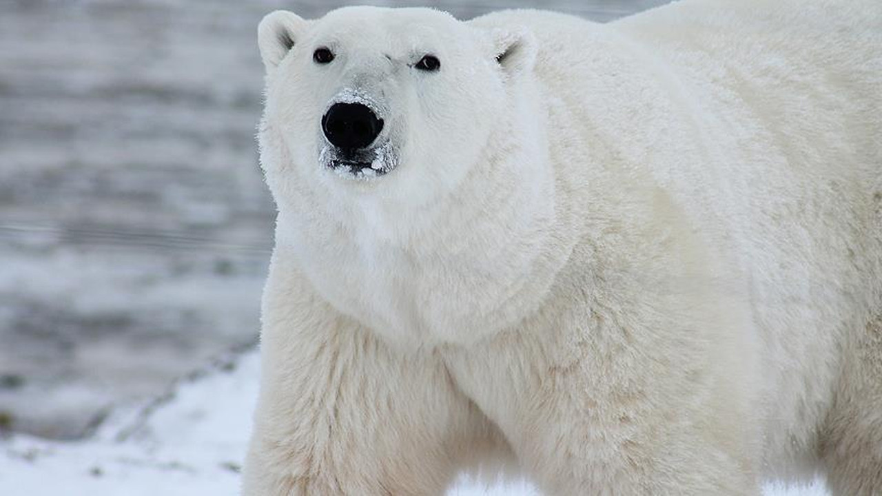 Norveç'te turisti yaralayan kutup ayısı öldürüldü