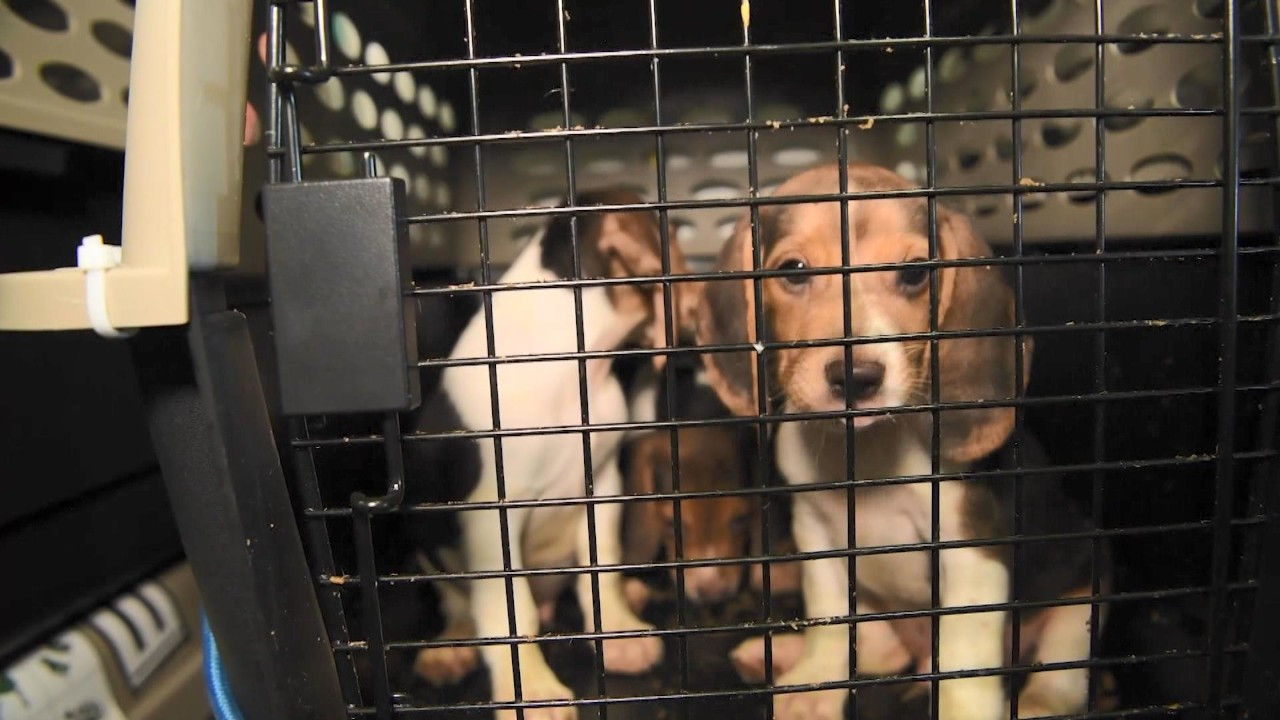 2 binden fazla av köpeği kobay olmaktan kurtarıldı