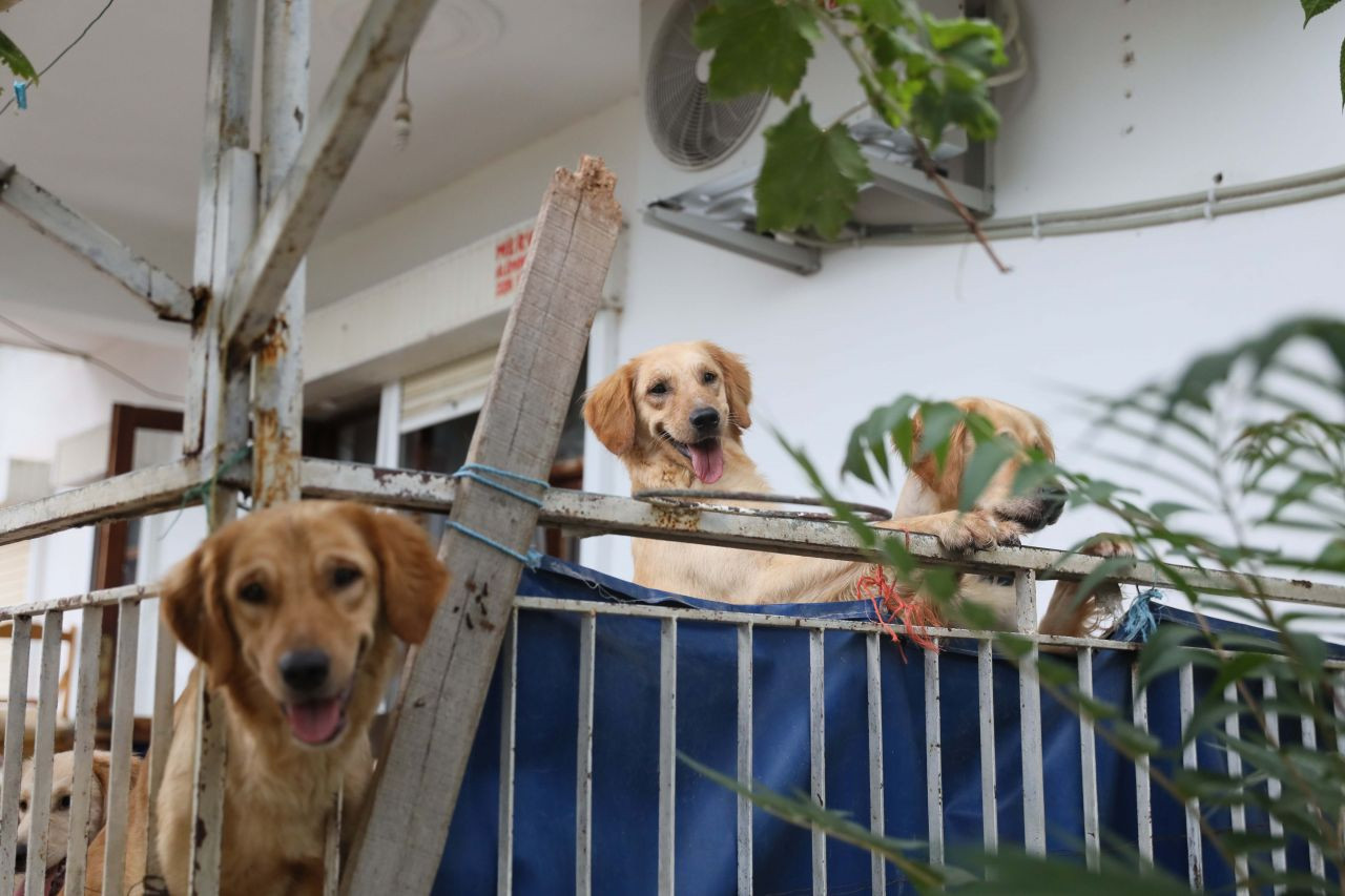 İddia: Aç kalan köpekler kilitli tutuldukları evde birbirini yedi - Sayfa 3