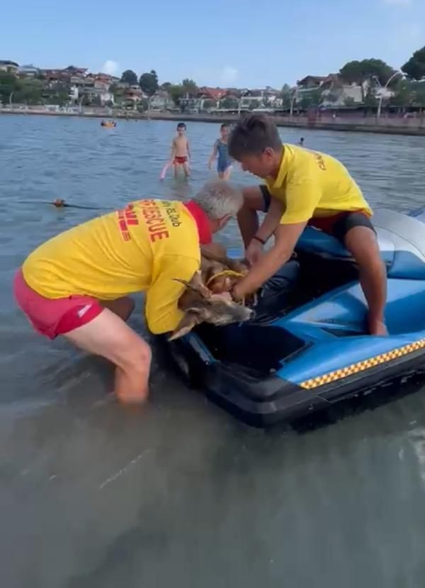 Kayalıklarda mahsur kalan yavru geyik, jet ski ile kurtarıldı - Sayfa 5