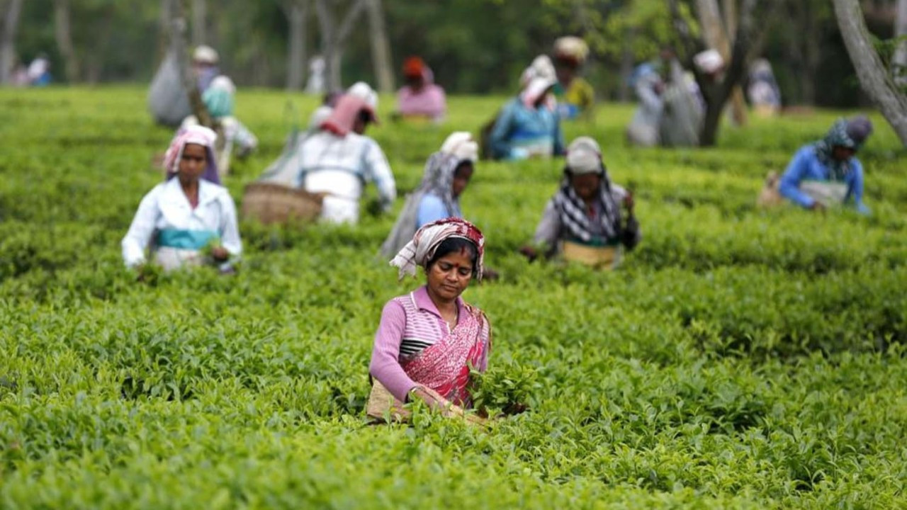 Bangladeş'te 150 bin çay işçisi adil ücret talebiyle grevde