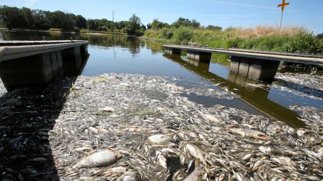Almanya-Polonya sınırındaki balık ölümlerinde 'kimyasal atık' şüphesi