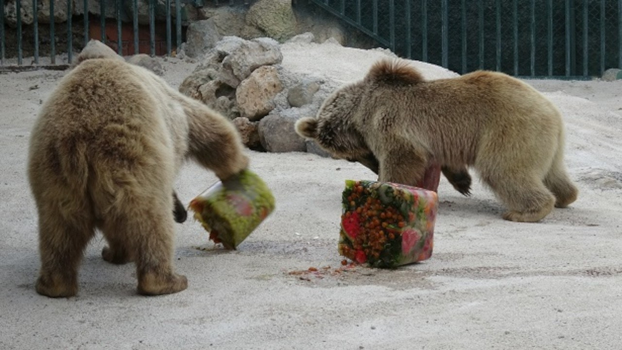 Hayvanat bahçesindeki hayvanlara 'buzlu kokteyl' verildi