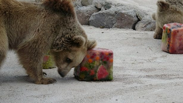 Hayvanat bahçesindeki hayvanlara 'buzlu kokteyl' verildi - Sayfa 3