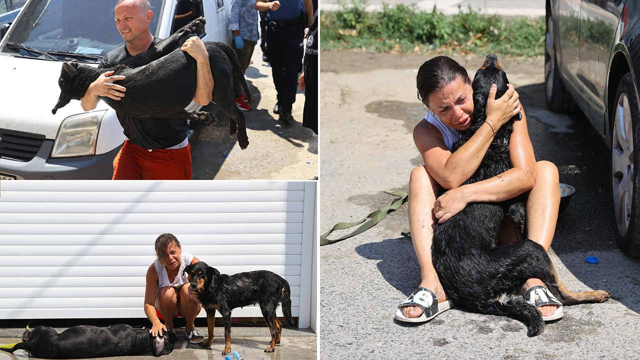 Edirne'de araçta bırakılan köpek havasızlıktan öldü