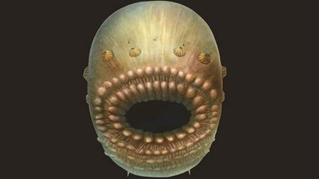 'İnsanlığın en eski atası olabilir’ denmişti: Anüsü olmayan 500 milyon yıllık deniz canlısının 'sırrı' çözüldü