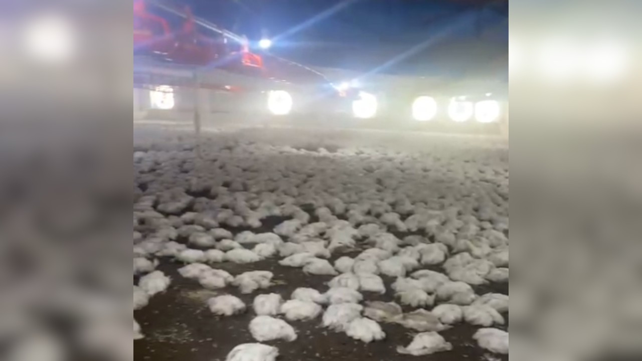 Mersin'de 20 bin tavuk öldü