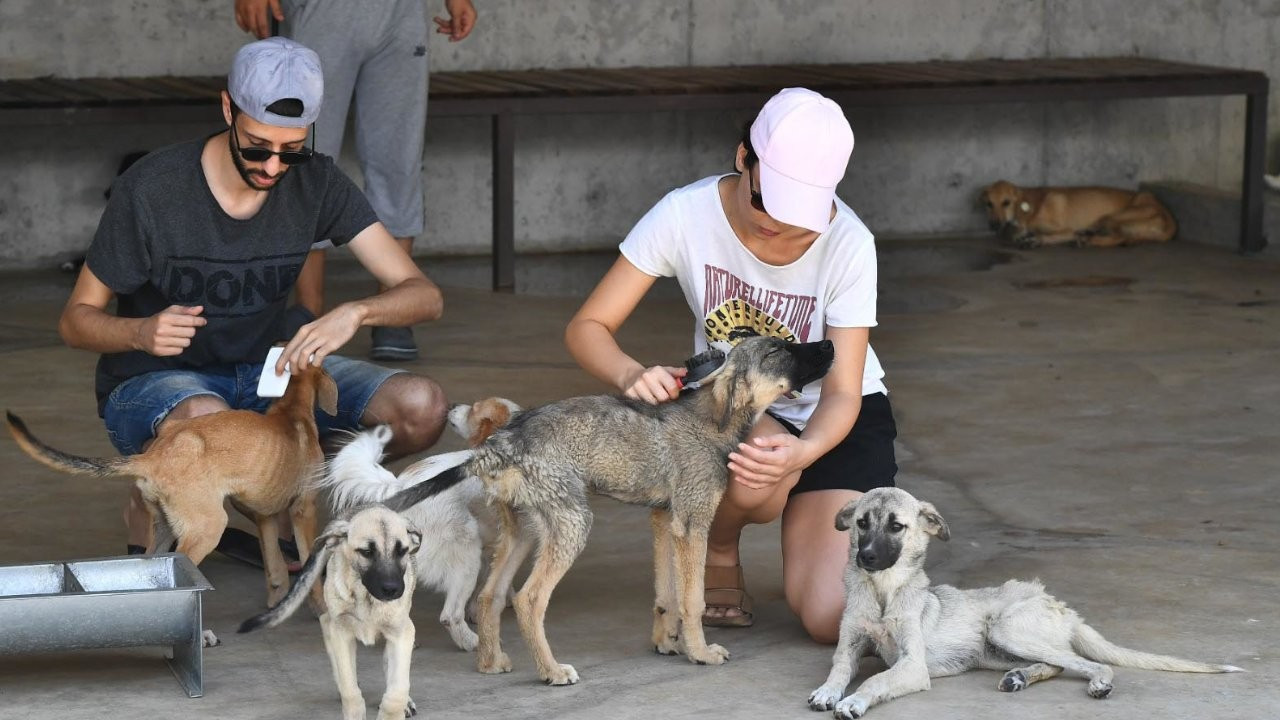 'İşaretlenen sokak köpekleri öldürülüyor' iddiası: Hayvan Hakları Komisyonu’ndan Havrita’ya kapatma davası