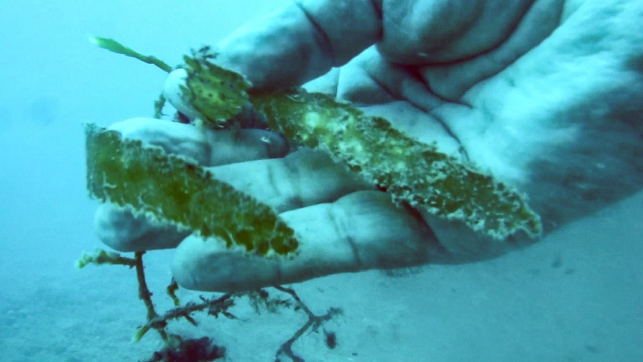 Akdeniz'de 'istilacı yosun' görüntülendi