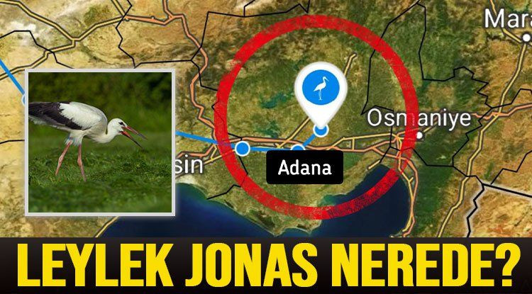 Leylek Jonas Adana'da kayboldu: Suriye'den uzaklaştıkça sinyal geri gelecek - Sayfa 4