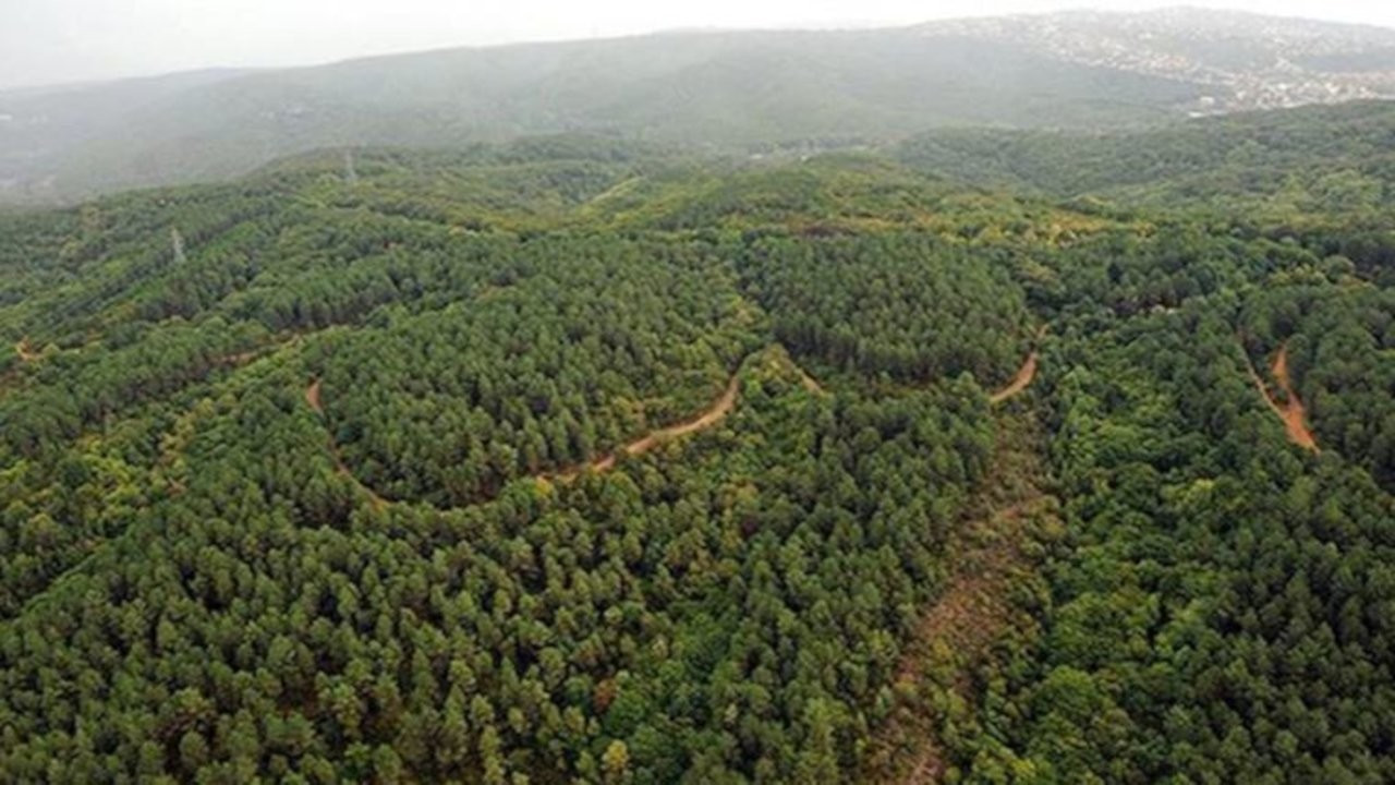 Ormanın kiralanmasına izin vermeyen ağaçlandırma şefine tehdit