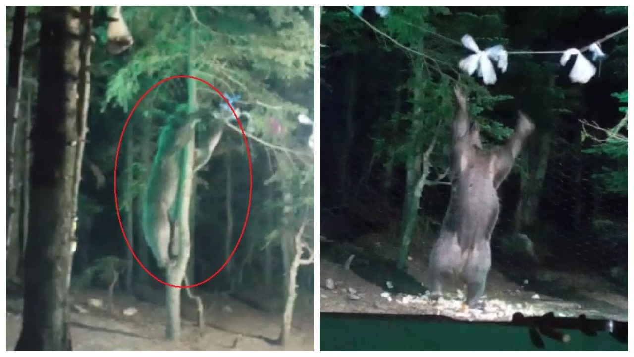 Kampçıların yiyeceklerini yiyen ayı kameraya yakalandı