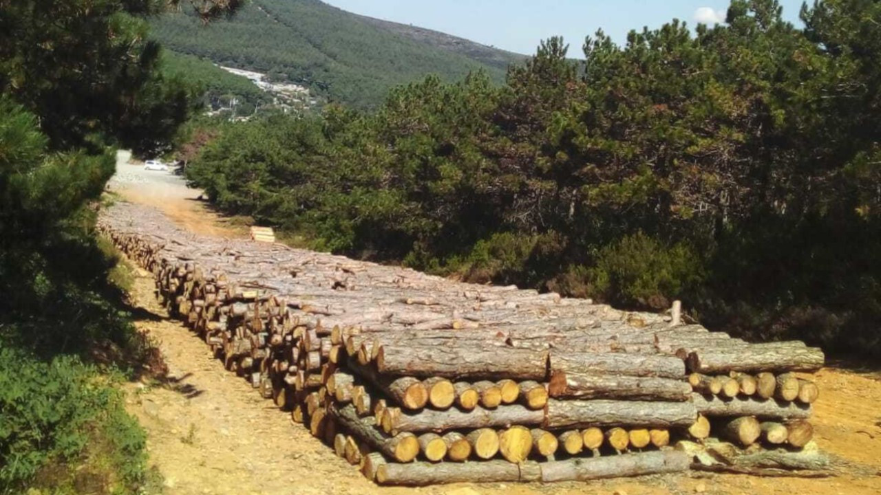 Maltepe'de yüzlerce ağaç kesildi: Herkes sorumluluğu başkasına atıyor 