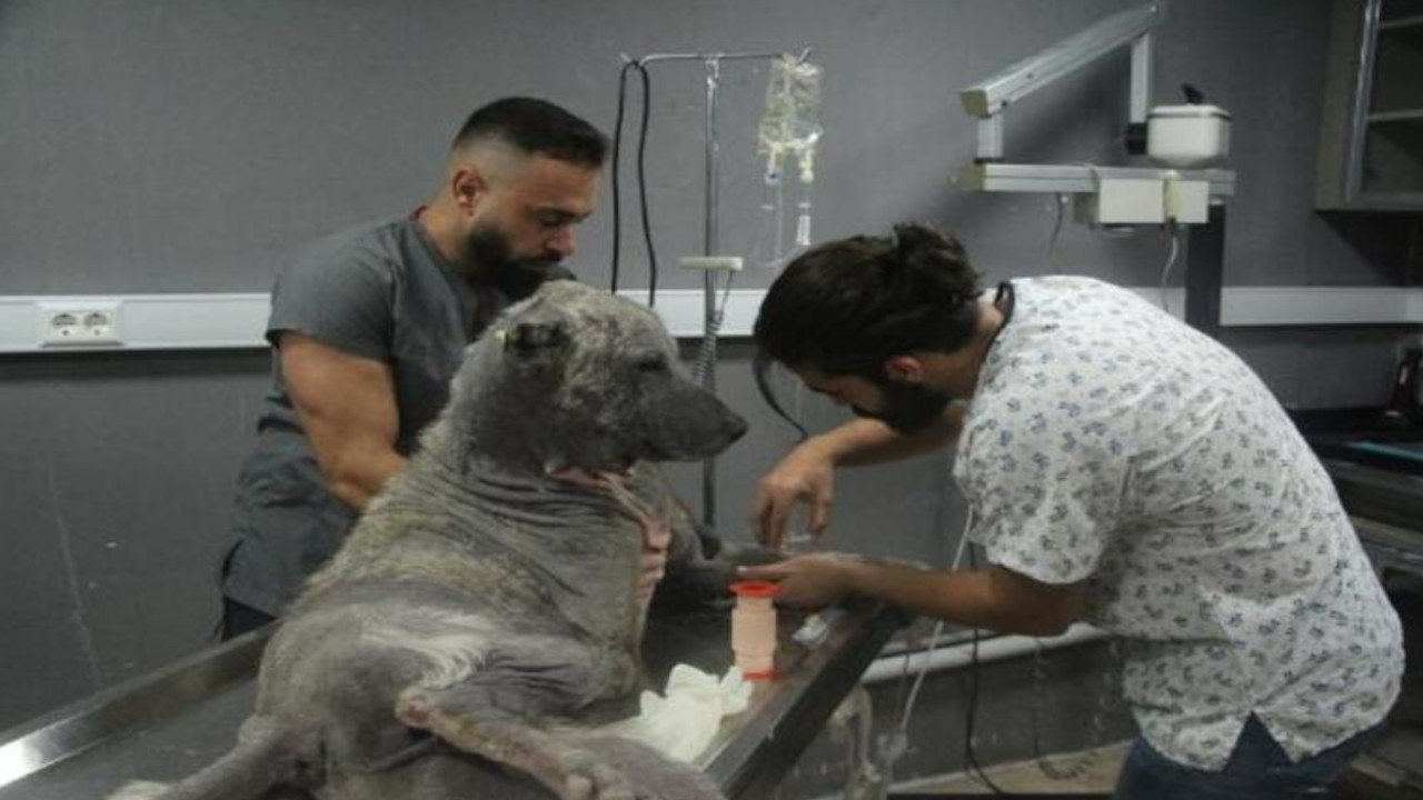 Adana'da sokak hayvanlarının tedavisi için klinik açtı