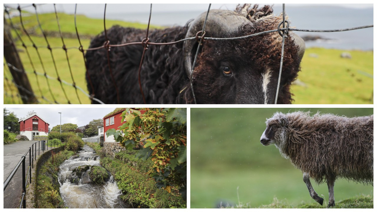 İnsandan fazla koyunun yaşadığı ülke: Faroe