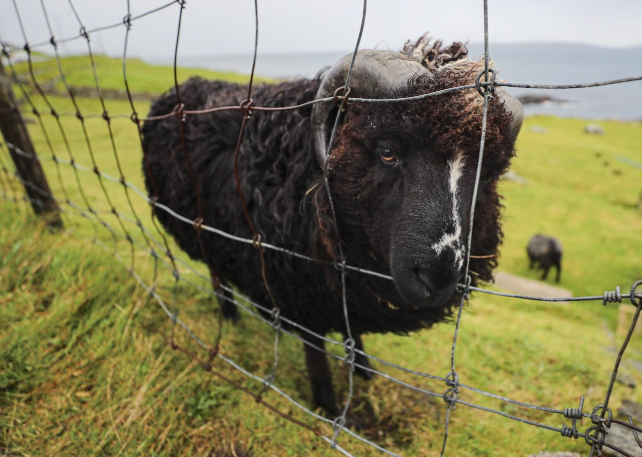 İnsandan fazla koyunun yaşadığı ülke: Faroe - Sayfa 2