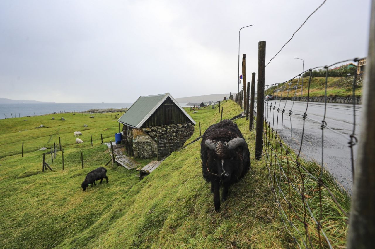 İnsandan fazla koyunun yaşadığı ülke: Faroe - Sayfa 1
