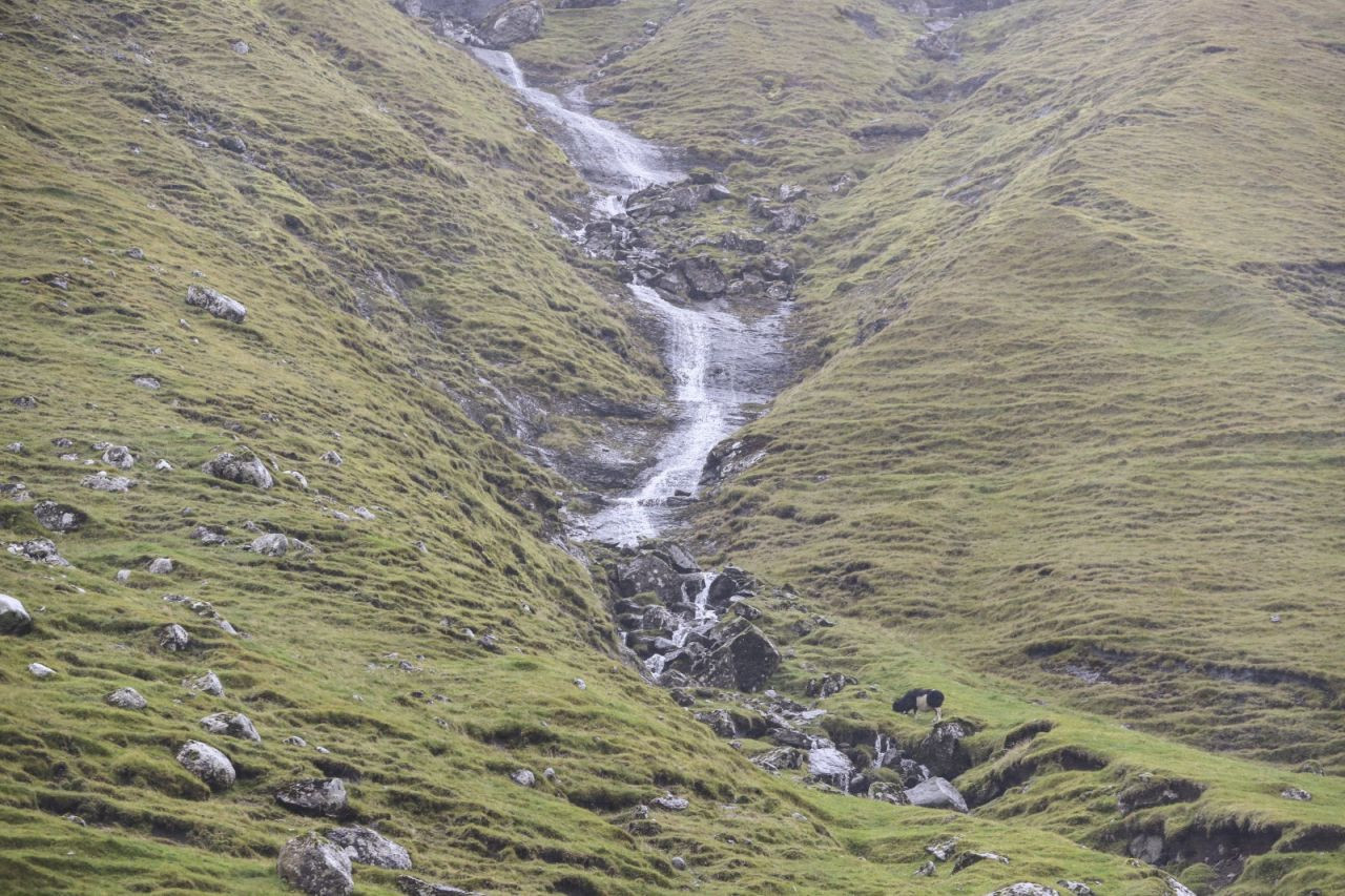 İnsandan fazla koyunun yaşadığı ülke: Faroe - Sayfa 3