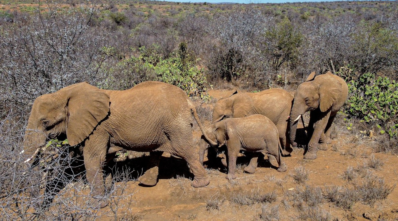 40 yılın en büyük kuraklığı: 109 fil hayatını kaybetti