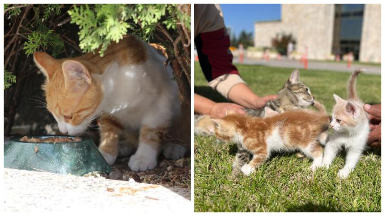 Meclis bahçesinde 55 sokak kedisi yaşıyor