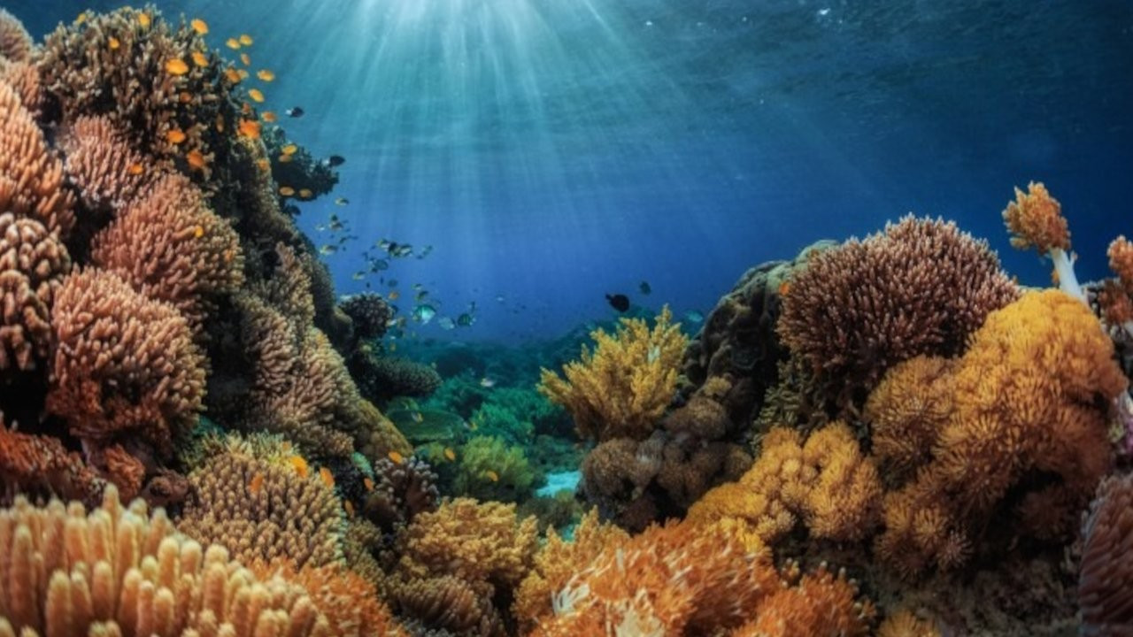 Okyanuslar 2022'de rekor seviyede ısındı