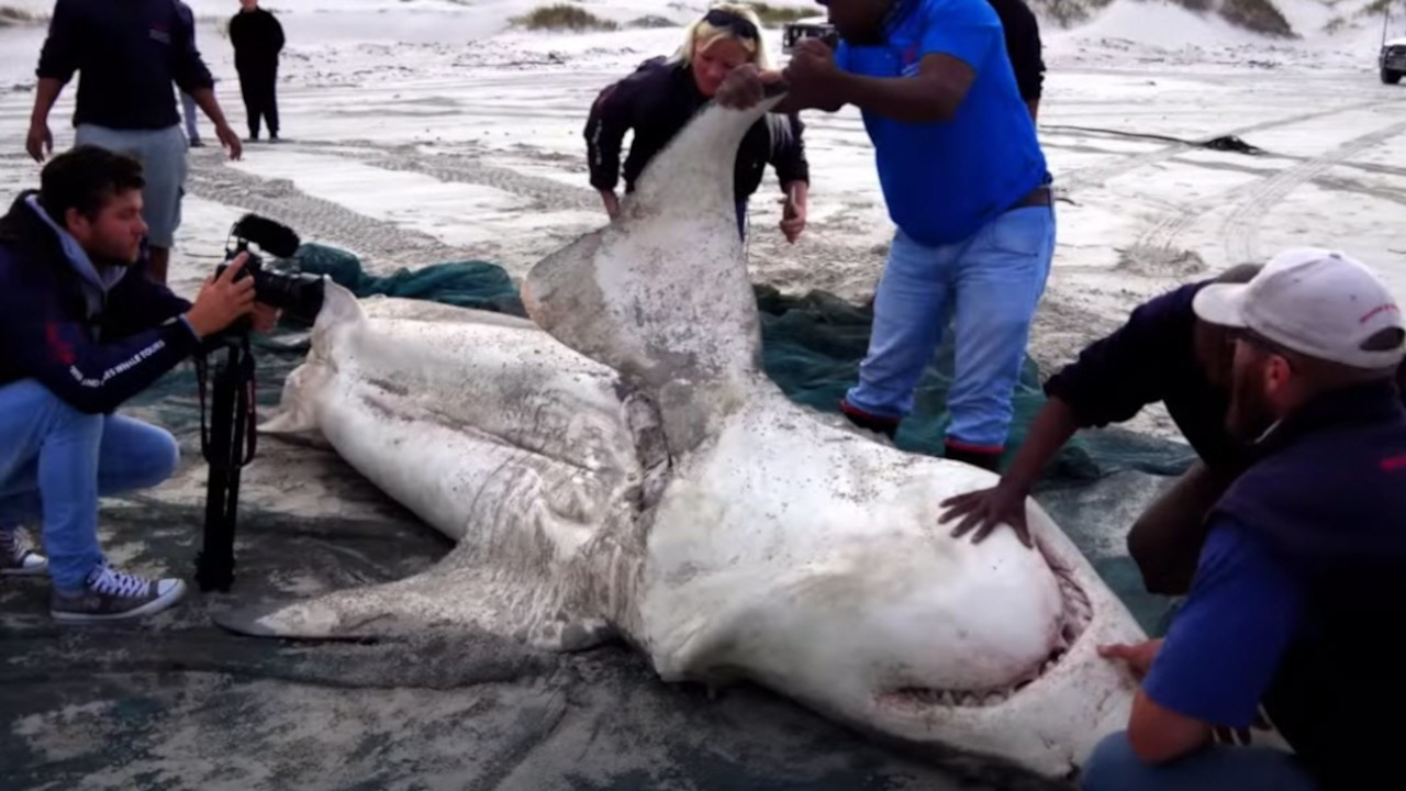 Güney Afrika'da alarm: Orcalar köpekbalıklarını avlıyor