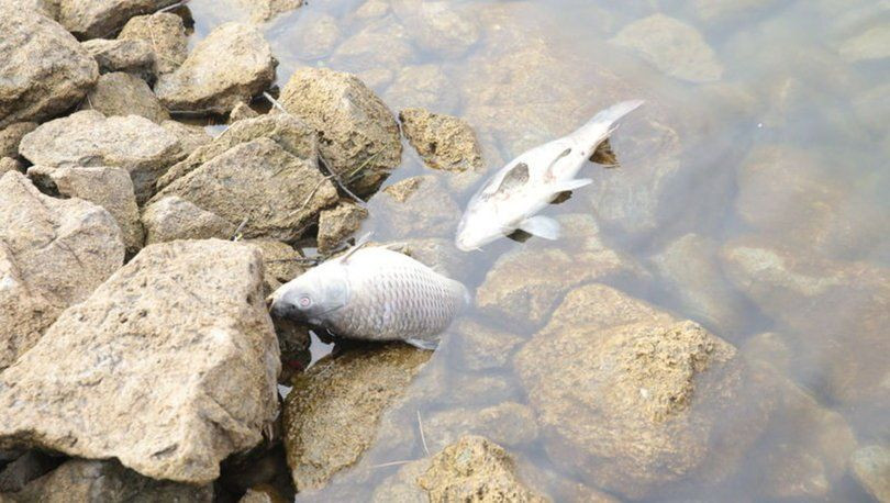 Bolu'daki balık ölümlerine adli soruşturma başlatıldı - Sayfa 2