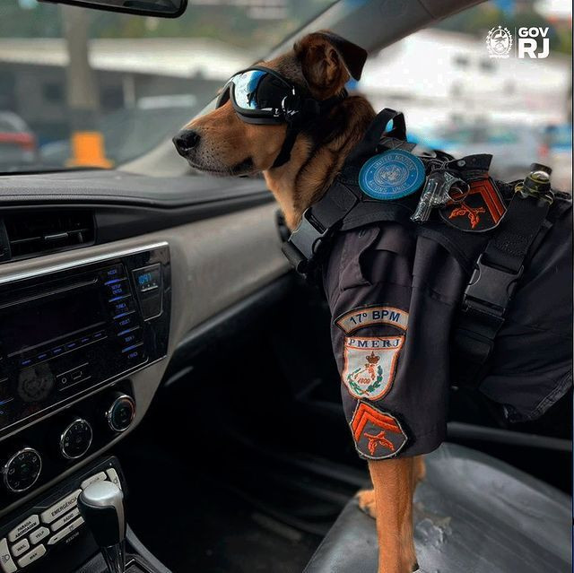 Brezilya polisinin sahiplendiği köpek, sosyal medya yıldızı oldu - Sayfa 4