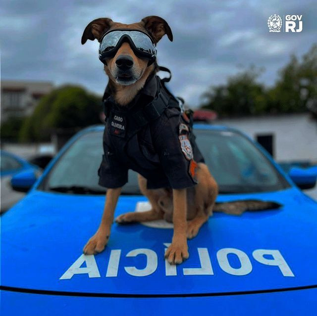 Brezilya polisinin sahiplendiği köpek, sosyal medya yıldızı oldu - Sayfa 2