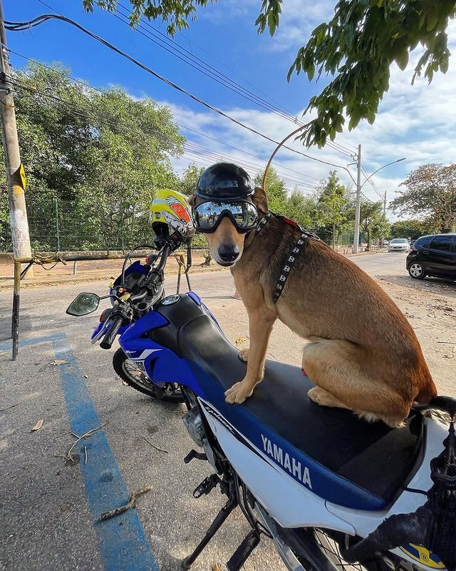 Brezilya polisinin sahiplendiği köpek, sosyal medya yıldızı oldu - Sayfa 1