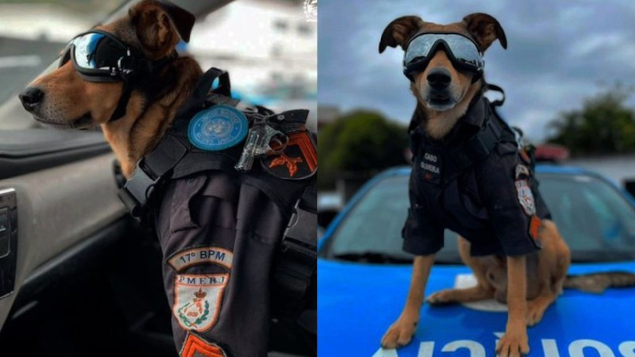 Brezilya polisinin sahiplendiği köpek, sosyal medya yıldızı oldu
