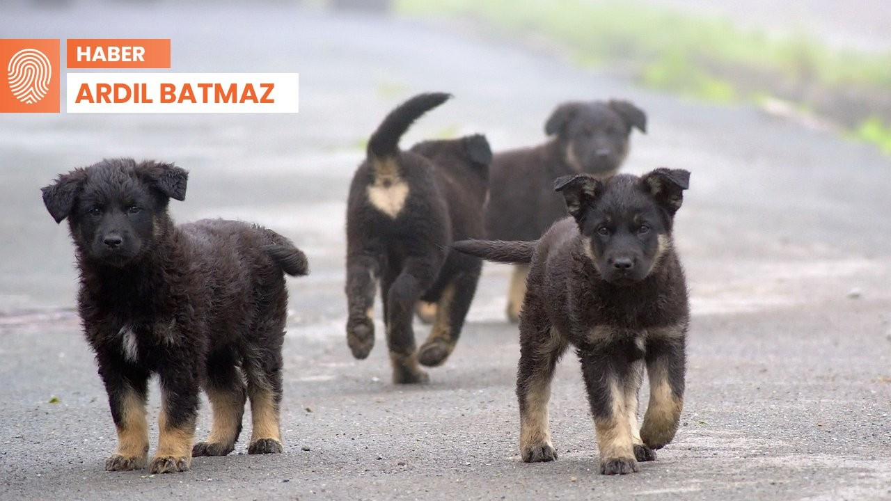 Yıldız Tilbe’nin 'sokak köpeklerini zehirleme' çağrısına destek veren Barış Bolat hakkında hapis istemi