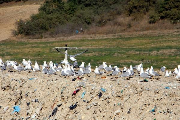 Edirne'de martı saldırıları: Kumru ve güvercinlerin sayısı azaldı - Sayfa 3