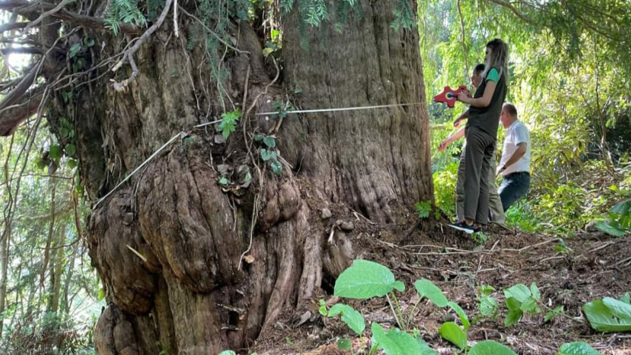 Artvin'deki 1400 yıllık ağaç tescillenecek