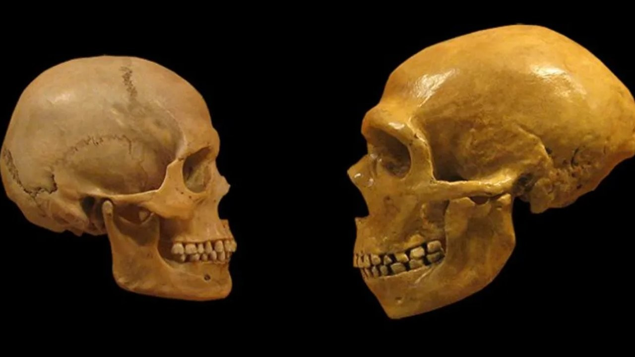 Neandertallerin sonunu akraba evliliği hazırlamış
