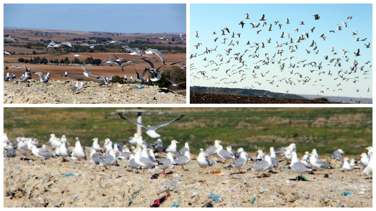 Edirne'de martı saldırıları: Kumru ve güvercinlerin sayısı azaldı