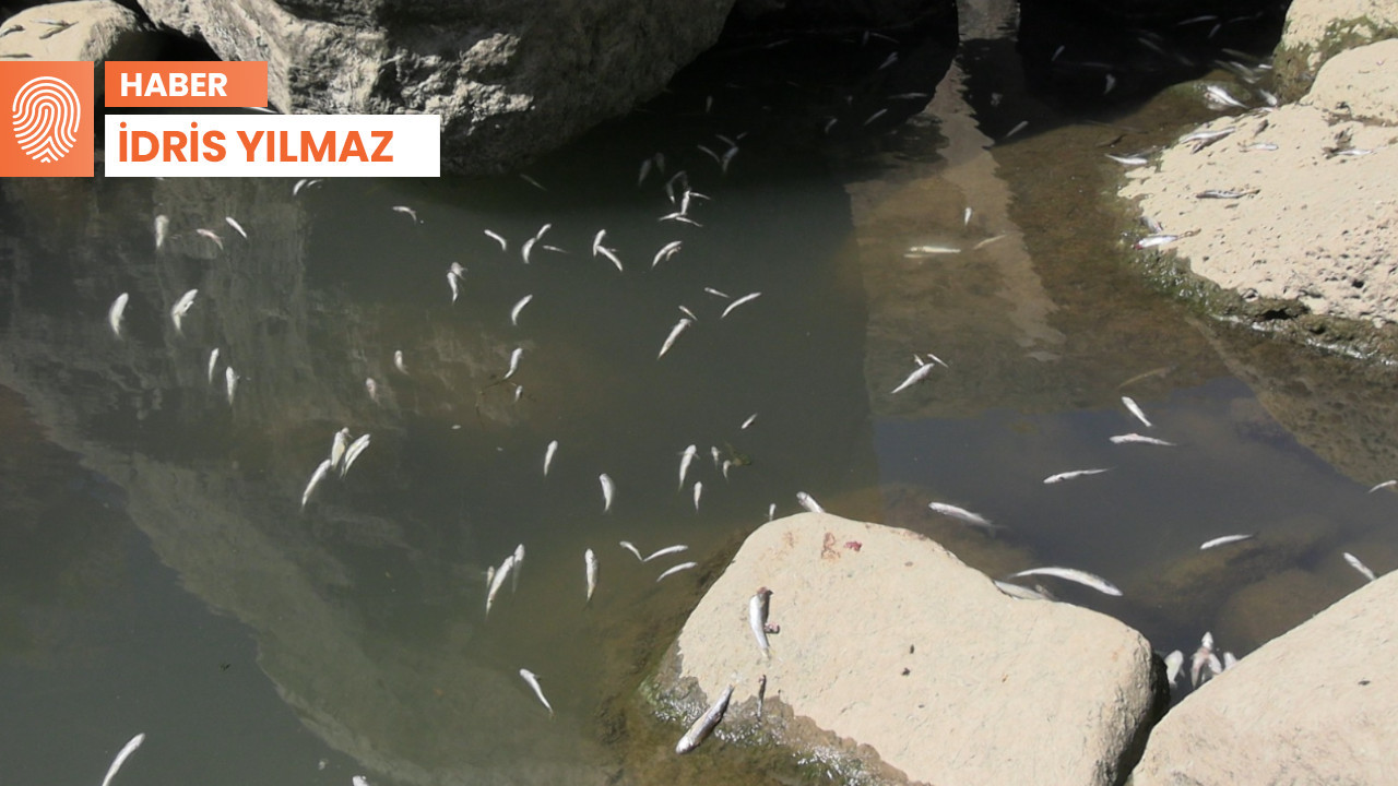 Zilan Çayı’nda balık ölümleri: Sorumlu DSİ mi, kirlilik mi?