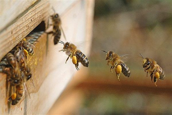 Araştırma: Bal arıları oyun oynuyormuş - Sayfa 2