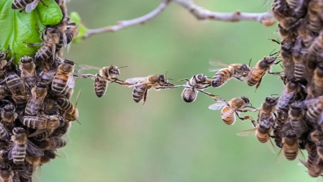 Araştırma: Bal arıları oyun oynuyormuş