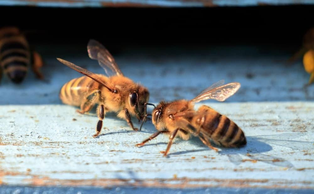 Araştırma: Bal arıları oyun oynuyormuş - Sayfa 1