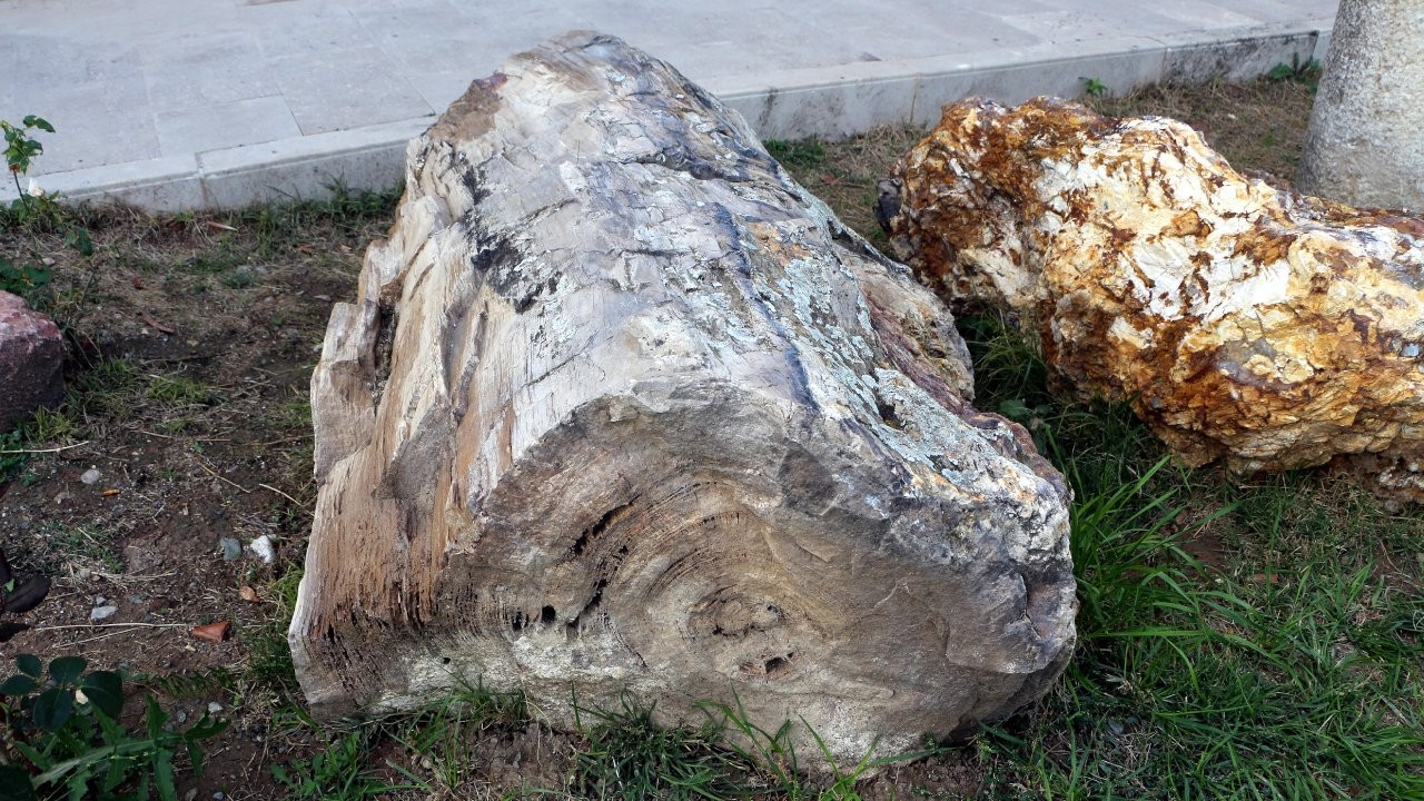 Tokat'ta 41,5 milyon yıllık ağaç fosilleri bulundu