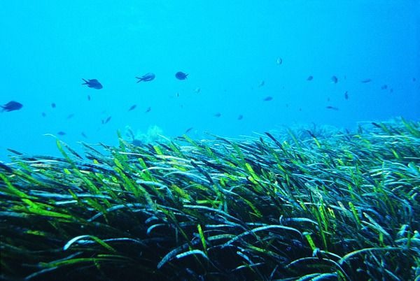 Köpek balıkları yardım etti: Dünyanın en büyük deniz çayırı ekosistemi keşfedildi - Sayfa 1