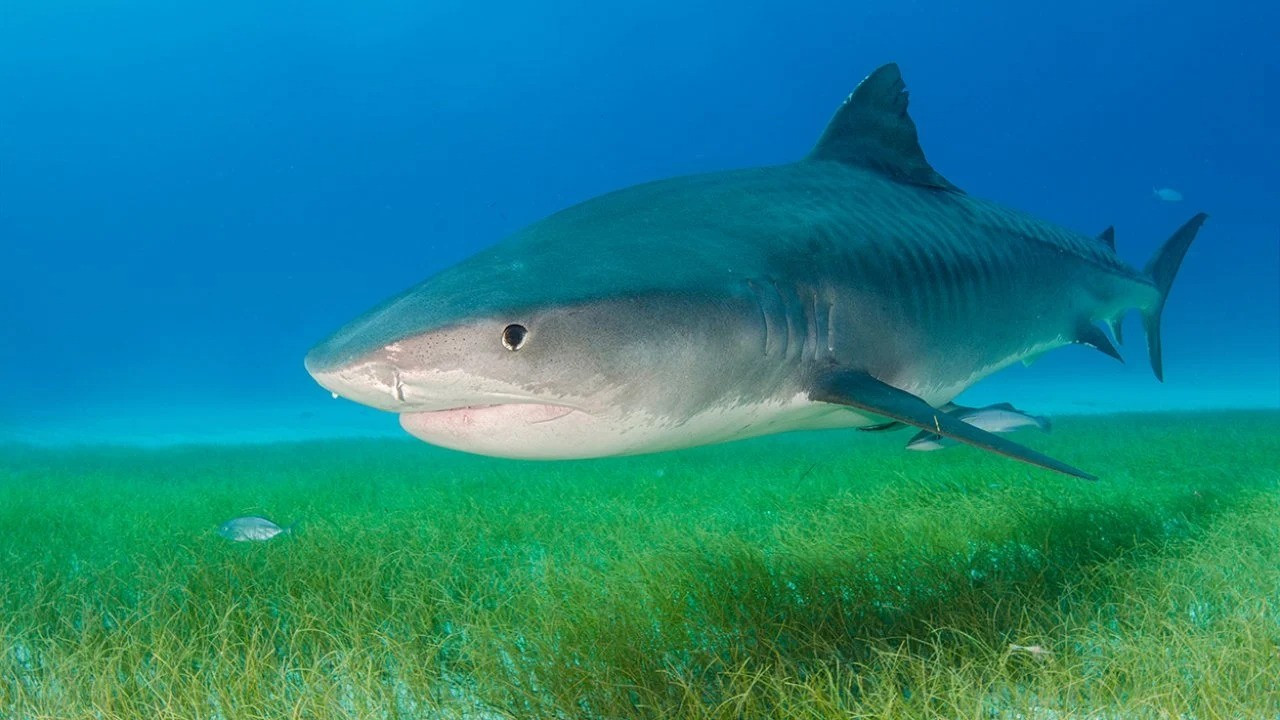 Mısır'da köpek balığı saldırısında 1 turist öldü