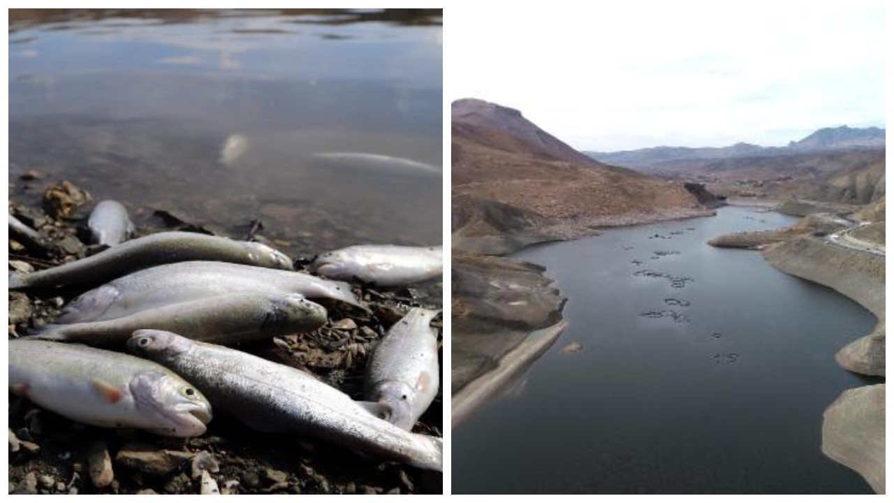 Yağışlar azaldı, su buharlaştı: Gölün üzeri ölü balıklarla doldu
