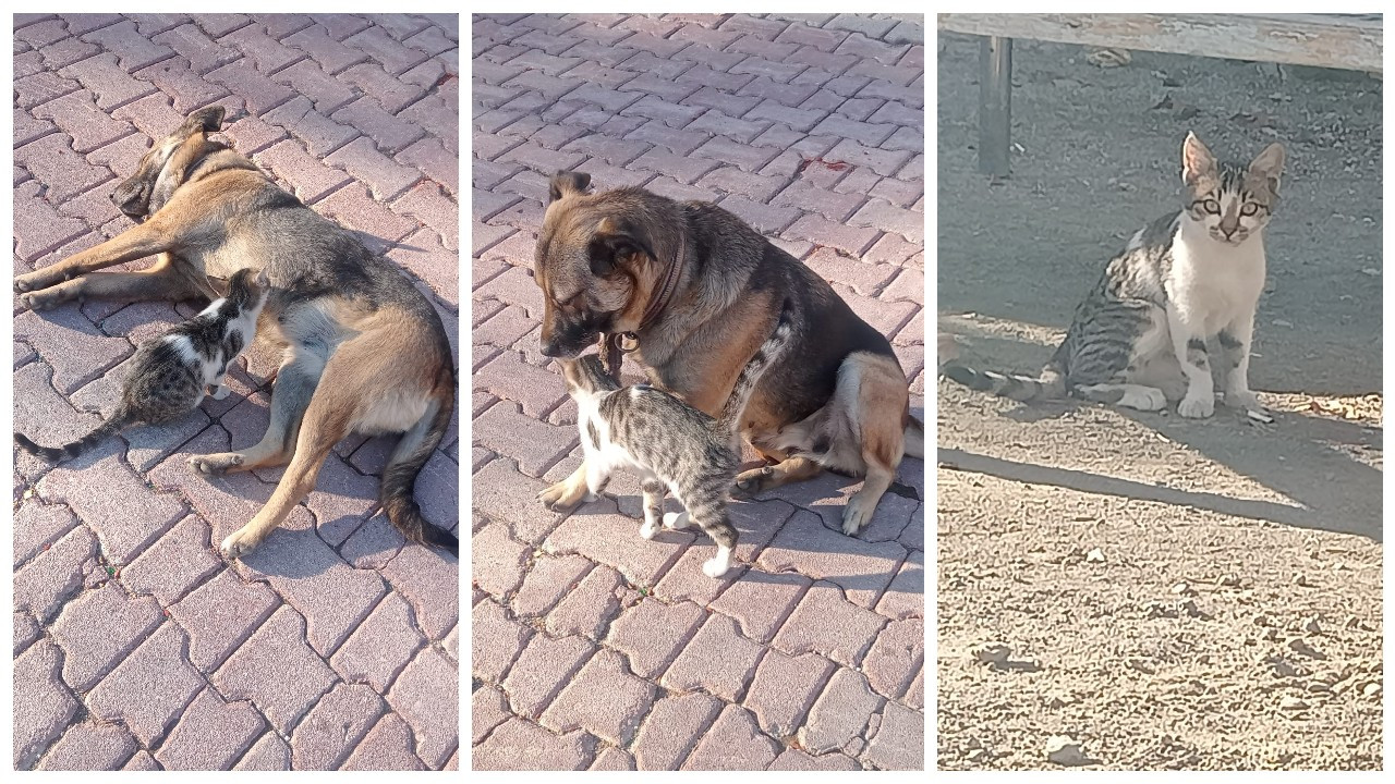 Çorum'daki köpekten annesinin dışladığı kediye 'sınırsız süt' hizmeti
