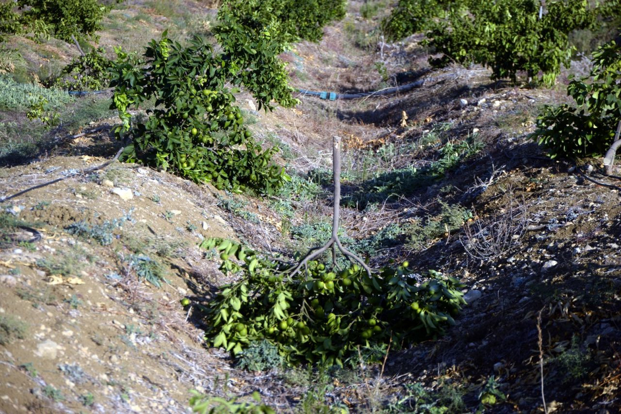 600 limon ağacı kesik halde bulundu: 'Hangi vicdan bu ağaçlara kıyar?' - Sayfa 3