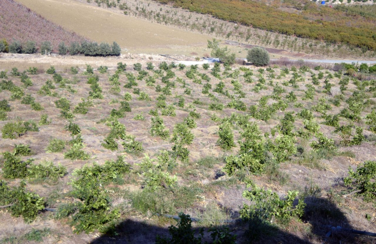 600 limon ağacı kesik halde bulundu: 'Hangi vicdan bu ağaçlara kıyar?' - Sayfa 4