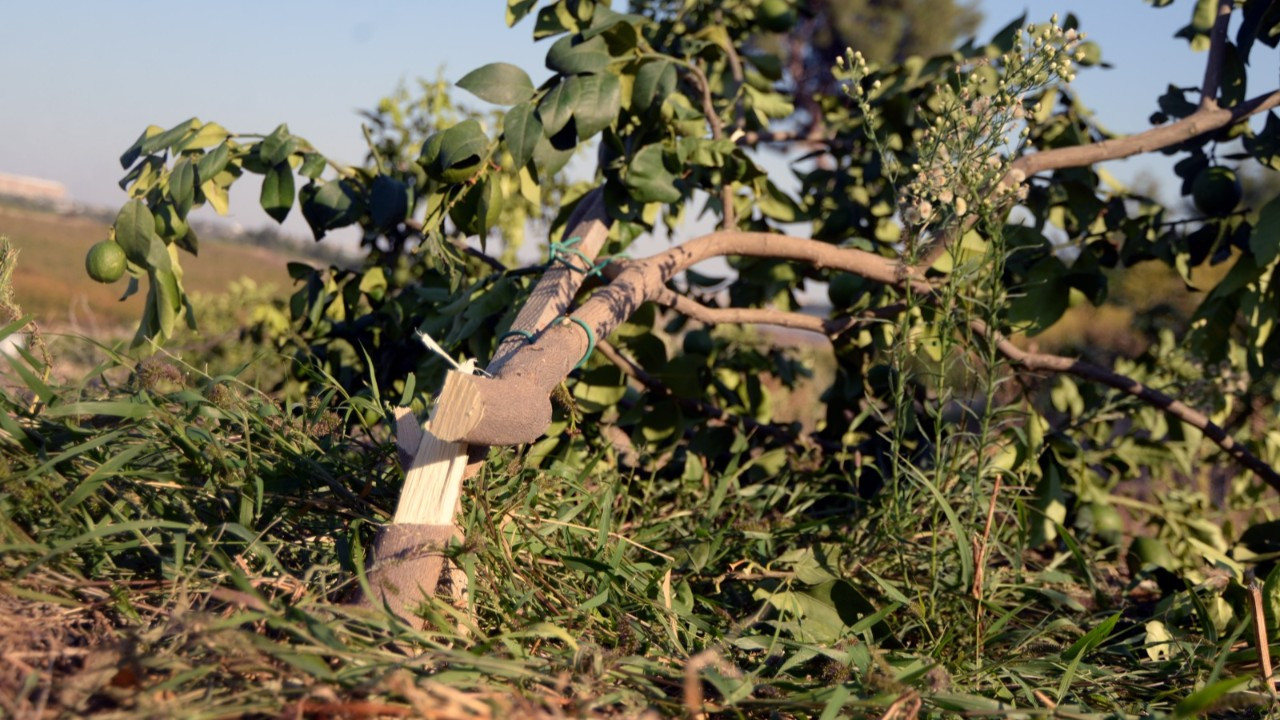 600 limon ağacı kesik halde bulundu: 'Hangi vicdan bu ağaçlara kıyar?'