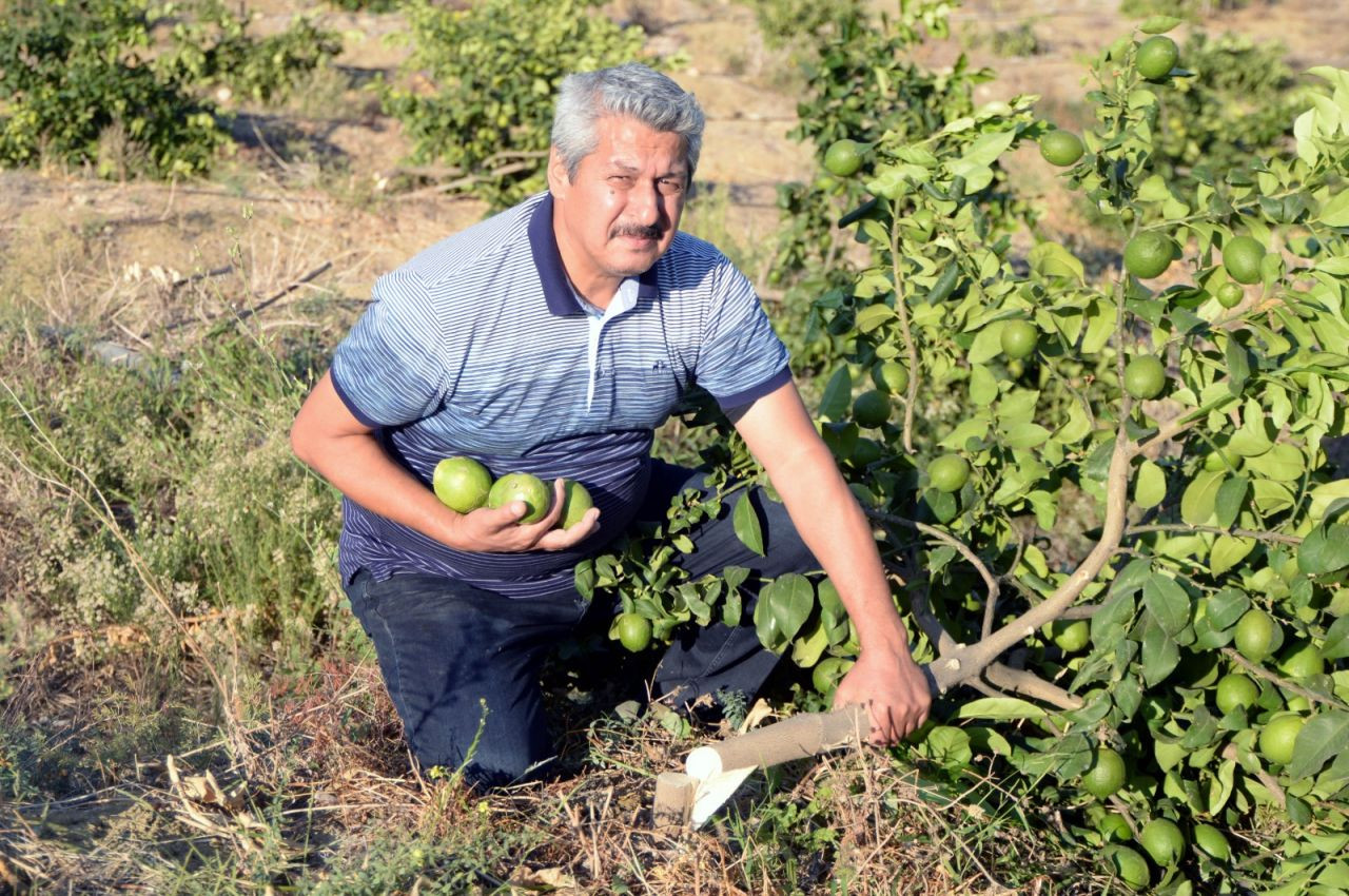 600 limon ağacı kesik halde bulundu: 'Hangi vicdan bu ağaçlara kıyar?' - Sayfa 1