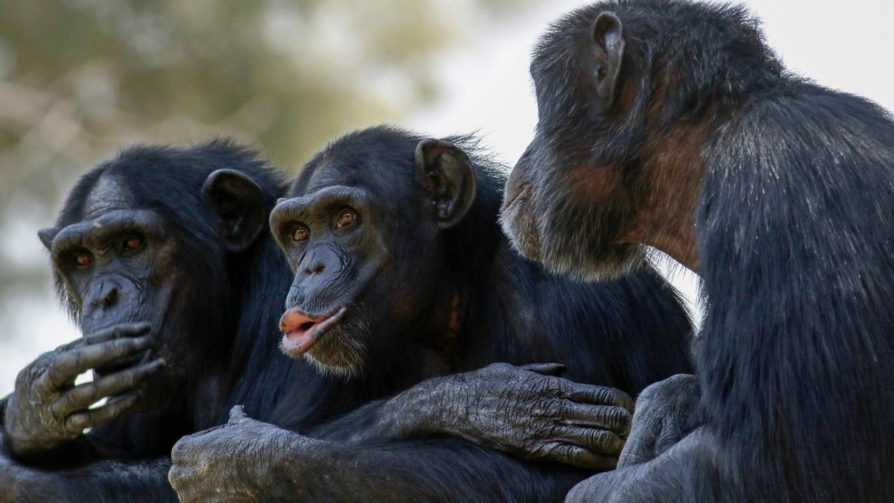 Araştırma: Şempanzeler de 'gösteriş' yapmayı seviyor